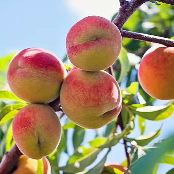 J.H. HALE ŞEFTALİ FİDANI